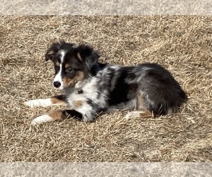 Miniature Australian Shepherd Dog for Adoption in FORT MORGAN, Colorado USA