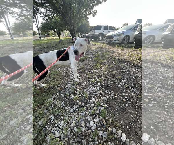 Medium Photo #2 American Pit Bull Terrier-Unknown Mix Puppy For Sale in Rowlett, TX, USA