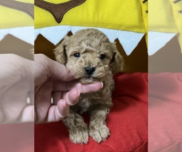 Medium Photo #1 Poodle (Toy) Puppy For Sale in NILES, MI, USA