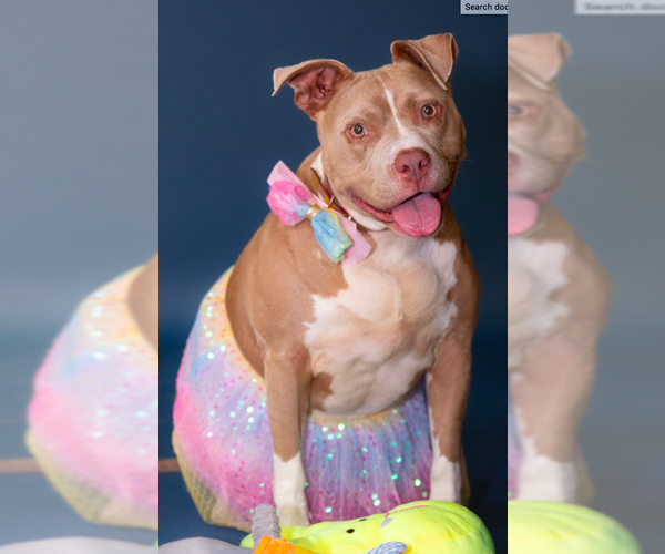 Medium Photo #3 American Staffordshire Terrier-Unknown Mix Puppy For Sale in Decatur, GA, USA