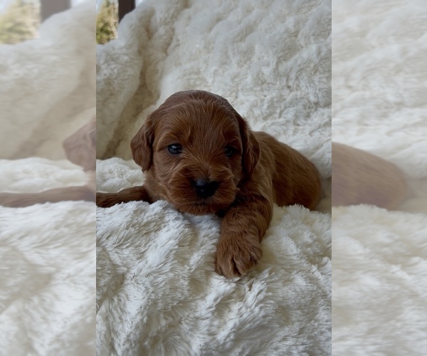 Medium Photo #1 Goldendoodle mix (+ Poodle Miniature) Puppy For Sale in RANDOLPH, WI, USA