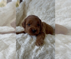Medium Goldendoodle mix (+ Poodle Miniature)