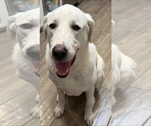 Great Pyrenees-Unknown Mix Dogs for adoption in Houston, TX, USA