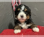 Puppy Randy Bernedoodle