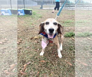 Beagle Dogs for adoption in Tampa, FL, USA
