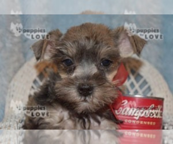 Medium Photo #12 Schnauzer (Miniature) Puppy For Sale in SANGER, TX, USA