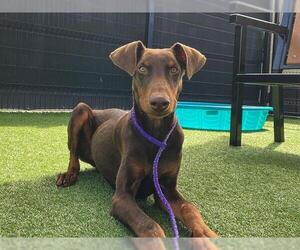 Doberman Pinscher Dogs for adoption in Orange, CA, USA