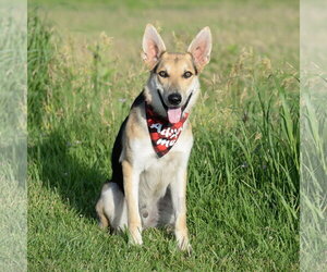 Harrison - Male German Shepherd Dog Dog for Adoption - Photo #26