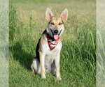 Small #25 German Shepherd Dog