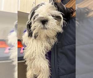 Shih Tzu-Unknown Mix Dogs for adoption in Brighton, CO, USA