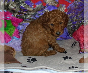 Poodle (Miniature) Puppy for sale in CLATSKANIE, OR, USA