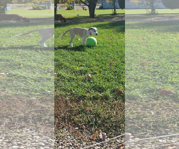 Medium Photo #2 Mutt Puppy For Sale in New London, WI, USA