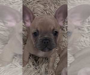 French Bulldog Puppy for sale in NORTH VERNON, IN, USA