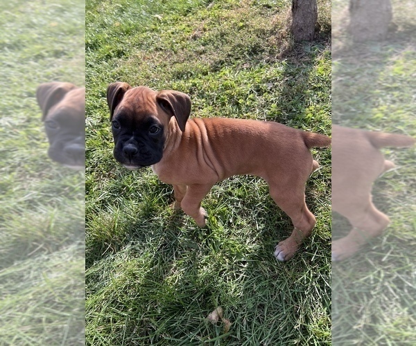 Medium Photo #3 Boxer Puppy For Sale in BEECH GROVE, IN, USA