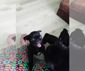 Pug Puppy for sale in JULIAN, CA, USA