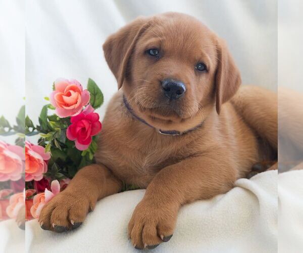 Medium Photo #1 Labrador Retriever Puppy For Sale in GREEN PARK, PA, USA