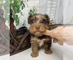 Small #7 Shorkie Tzu