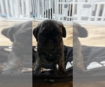 Small Photo #18 Pug Puppy For Sale in TROY, MO, USA