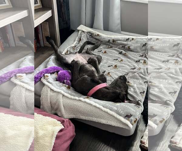 Medium Photo #10 Great Dane-Unknown Mix Puppy For Sale in Huntersville, NC, USA