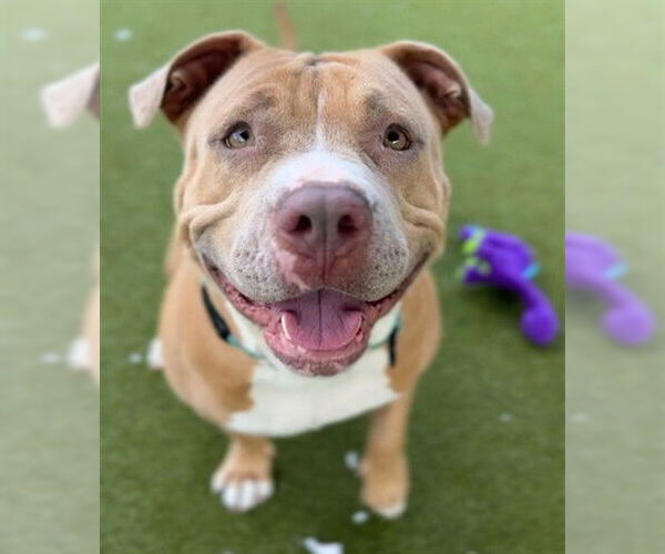 Medium Photo #2 Mutt Puppy For Sale in Naples, FL, USA