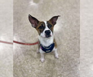 Mutt Dogs for adoption in Minneapolis, MN, USA