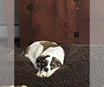 Small #1 Mutt