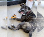 Small #1 Mastiff Mix