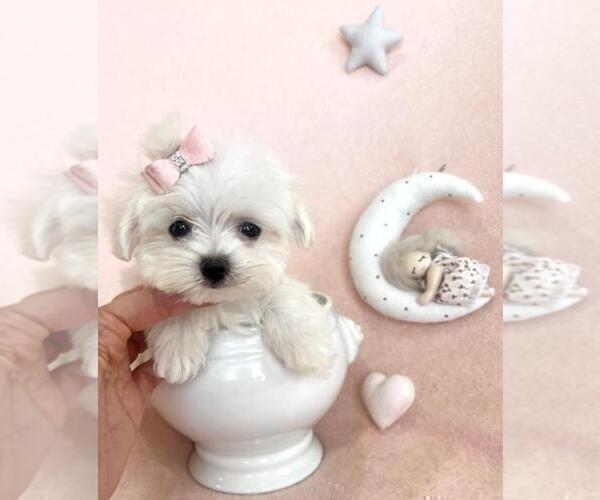 Medium Photo #3 Maltese Puppy For Sale in HOUSTON, TX, USA