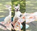 Small #12 French Bulldog