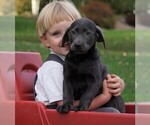 Small Photo #5 Labrador Retriever Puppy For Sale in FREDERICKSBG, OH, USA