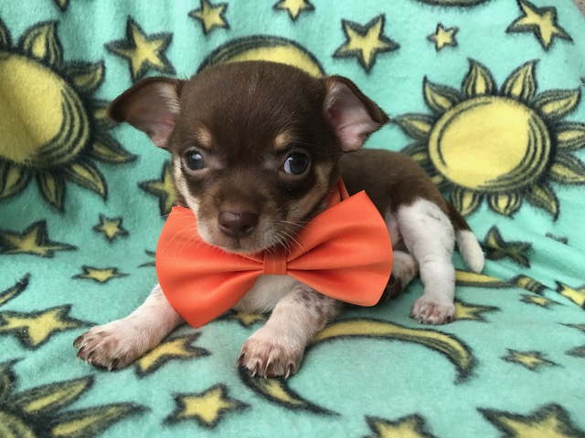 Medium Photo #1 Chihuahua Puppy For Sale in PEACH BOTTOM, PA, USA