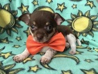 Small Photo #1 Chihuahua Puppy For Sale in PEACH BOTTOM, PA, USA