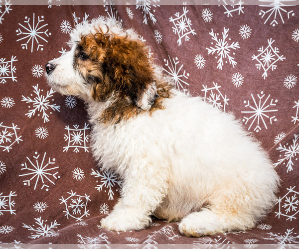 Medium Photo #4 Saint Berdoodle Puppy For Sale in WAKARUSA, IN, USA