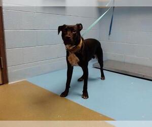 American Pit Bull Terrier Dogs for adoption in Moreno Valley, CA, USA