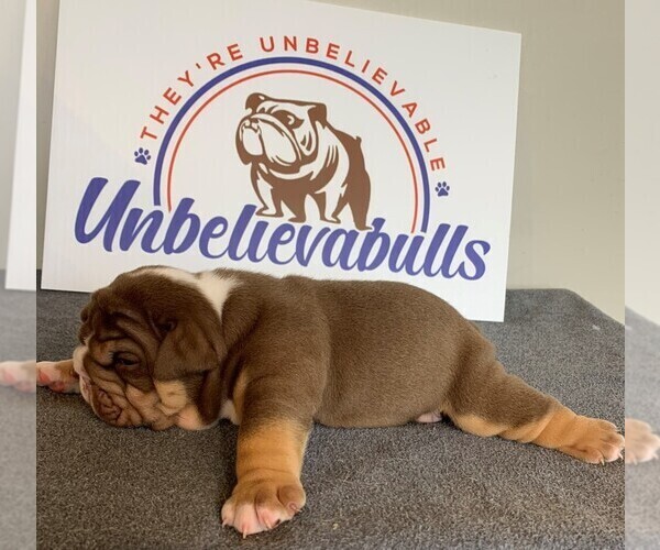 Medium Photo #3 English Bulldog Puppy For Sale in CENTERVILLE, OH, USA