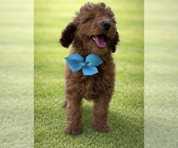 Medium Photo #1 Goldendoodle Puppy For Sale in CHULA VISTA, CA, USA