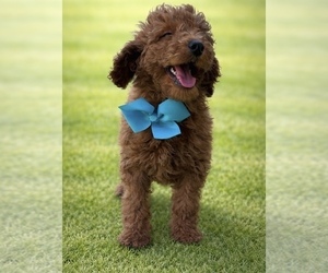 Goldendoodle Puppy for sale in CHULA VISTA, CA, USA