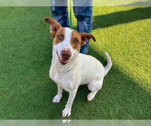 Australian Shepherd-Collie Mix Dogs for adoption in Orange, CA, USA
