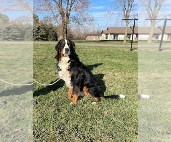 Medium Photo #1 Bernese Mountain Dog Puppy For Sale in MIDDLEBURY, IN, USA