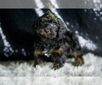 Small #4 YorkiePoo