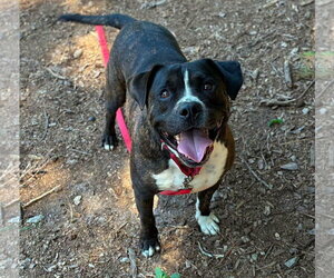 Mutt Dogs for adoption in Clarkesville, GA, USA