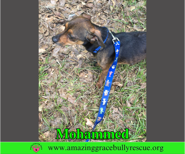 Medium Photo #4 Chihuahua Puppy For Sale in Milton, FL, USA