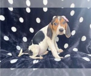 Black Mouth Cur-Treeing Walker Coonhound Mix Puppy for sale in LAKELAND, FL, USA