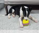 Small #3 Border Collie