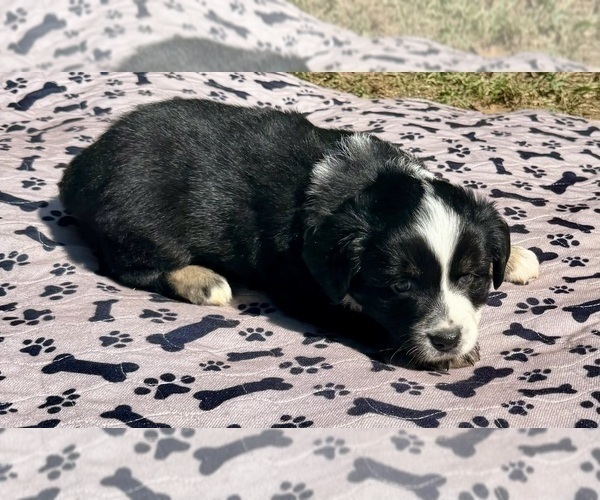 Medium Photo #8 Australian Shepherd Puppy For Sale in SALISBURY, NC, USA