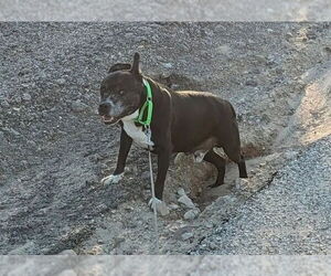 BANJO #2 - Male American Staffordshire Terrier-Unknown Mix Dog for Adoption - Photo #2
