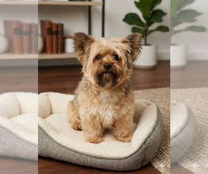 Mutt Dogs for adoption in Vail, AZ, USA