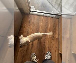 Poodle (Miniature)-Unknown Mix Dogs for adoption in San Antonio, TX, USA