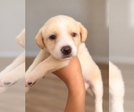 Small Photo #21 Alaskan Husky-Cock-A-Poo Mix Puppy For Sale in YONKERS, NY, USA