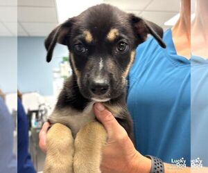 Mutt Dogs for adoption in Washington, DC, USA